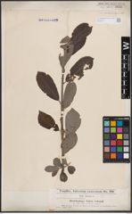 Foto von Salix cinerea L.
